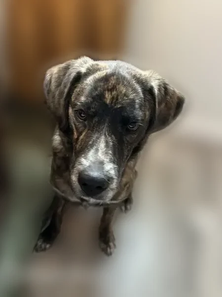 Lost dog, female, Boskydell Road, 1451, Carbondale - medium-sized, pink collar - photo