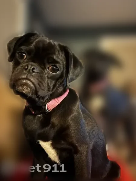 Lost dog, North Osage Street, Independence, Kansas City - female, black with a white chest and white paws - photo