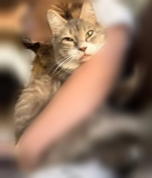 Lost cat, Ladonia, Alabama, Phenix City - female, gray and white - photo