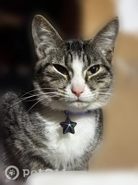 Lost cat, East 18th Street, 1162, Jacksonville - photo