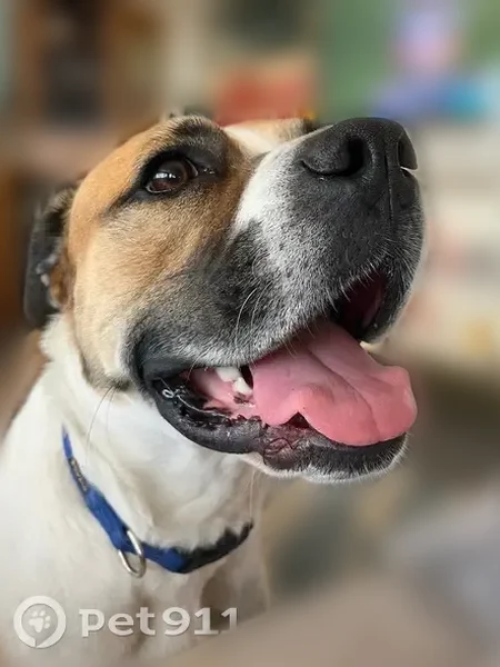 Lost dog, Forest Street, 715, Grapevine, Pasadena - male, Boxer/St Bernard mix - photo