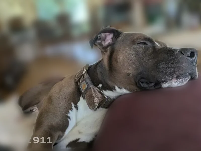 Lost dog, Ohio 225, 4352, Ravenna - male - photo