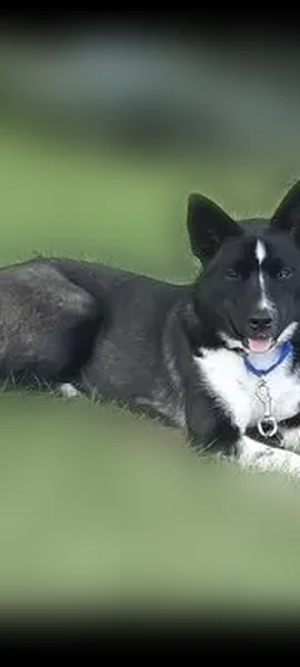 Lost dog, Ionia, Michigan, Westland — female Husky/Australian Shepherd mix - photo