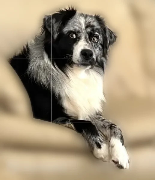 Lost dog, Whispering Oak Circle, 490, Chapin - male - mini Australian shepherd - photo