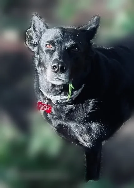Lost dog, Adair Avenue Southeast, 208, Atlanta - female, black German Shepherd with rainbow collar - photo
