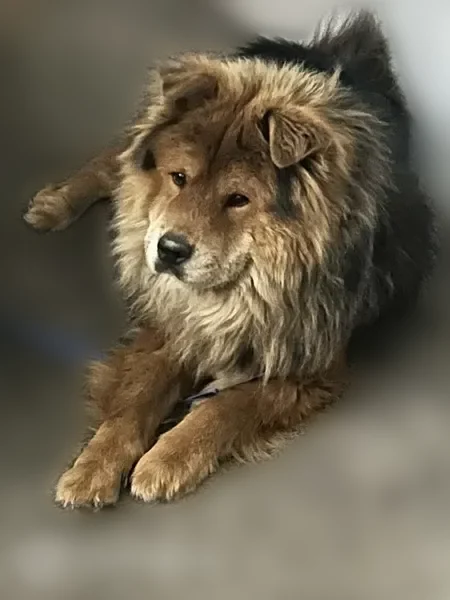 Lost dog, Bob Hope Drive, 7010, Horizon City - chow chow, named Simba - photo