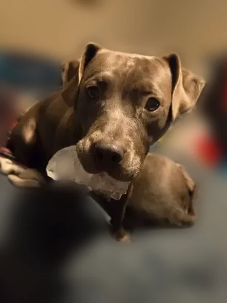 Lost dog, female, Old Salem Road, 1145, Watkinsville, Athens — blue pit with white chest - photo