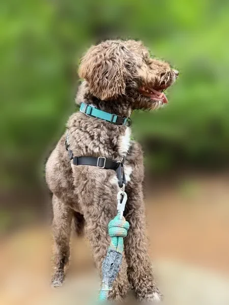 Lost dog, Hemlock Trail, 83, Blue Ridge, Blue Ridge - male Borderdoodle Charlie - photo