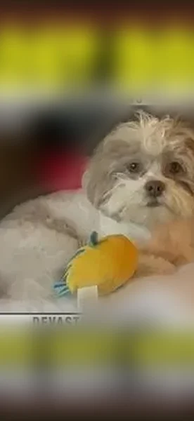 Lost dog, East Price Street, 314, Linden, Neshanic Station - male - photo