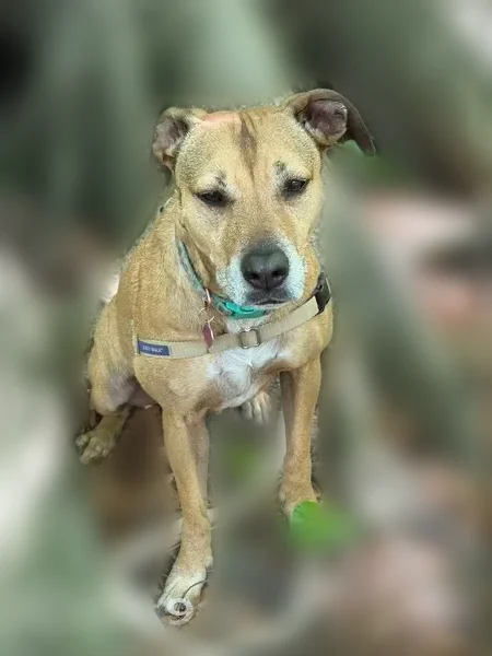 Lost dog, West Belmar Place, 1613, North College Hill - female, tan short-haired mix - photo
