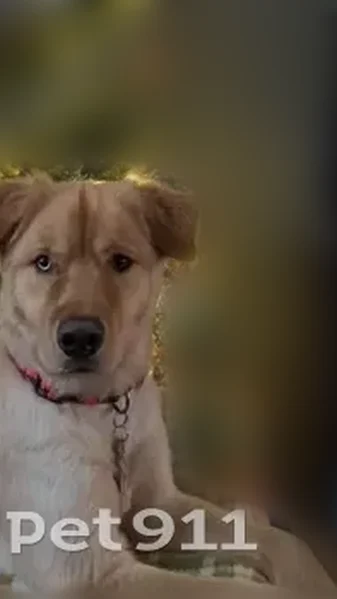 Lost dog, Blazer Lane, 165, Greeneville - gold coat - photo