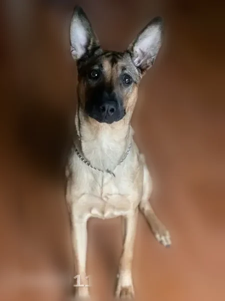 Lost dog, Chesterfield Avenue, Colonial Heights, Richmond - female, short-haired German Shepherd lookalike - photo