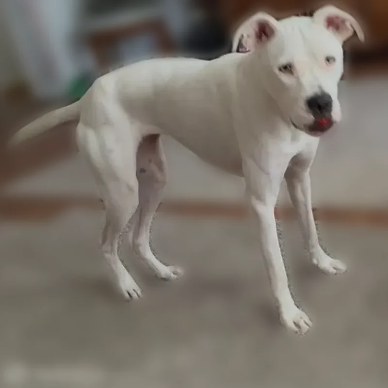 Lost dog, Northeast 5th Street, 6780, Ocala - female - photo
