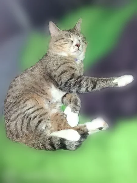 Lost cat, Doxtator Road, 3562, Durhamville - gray, white, and black tabby - photo