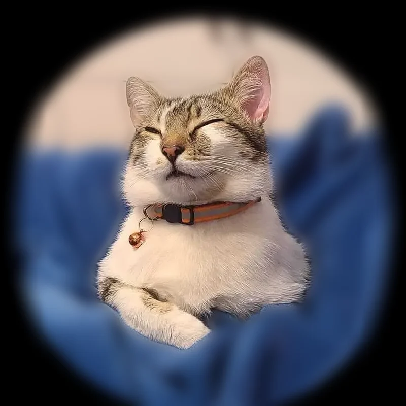 Lost cat, East 56th Street, 222, Brooklyn - male, mostly white with tabby patches - photo