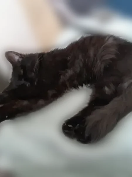 Chat perdu, Rue du Fief Soleil, 538, Aiffres - femelle - photo