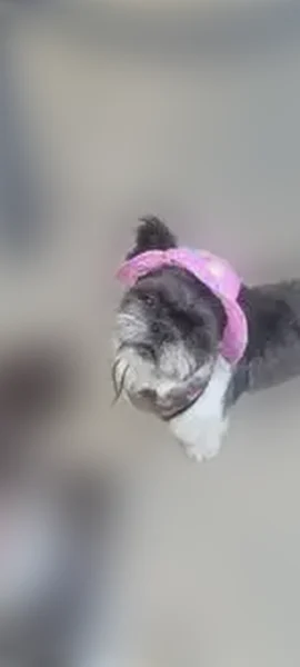 Lost dog, Hayes Street, 2200, Gary - photo