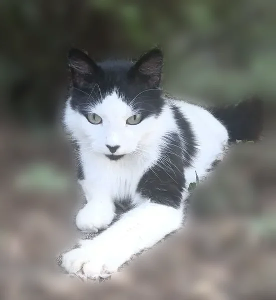 Lost cat, Lynnwood Circle, 6409, Milton, Albany — male, black nose - photo