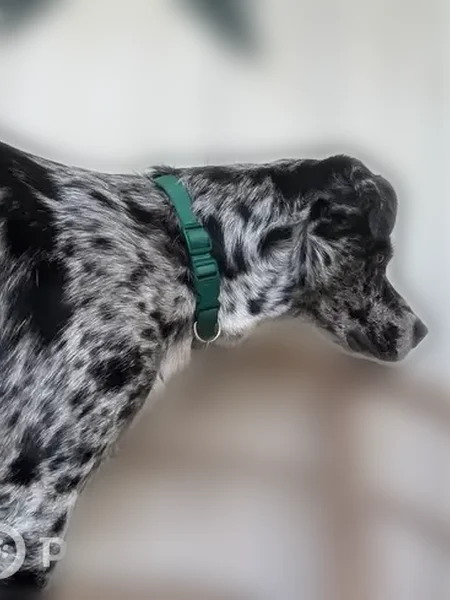 Lost dog, Dianna Drive, 190, Graham - male, blue or green collar - photo