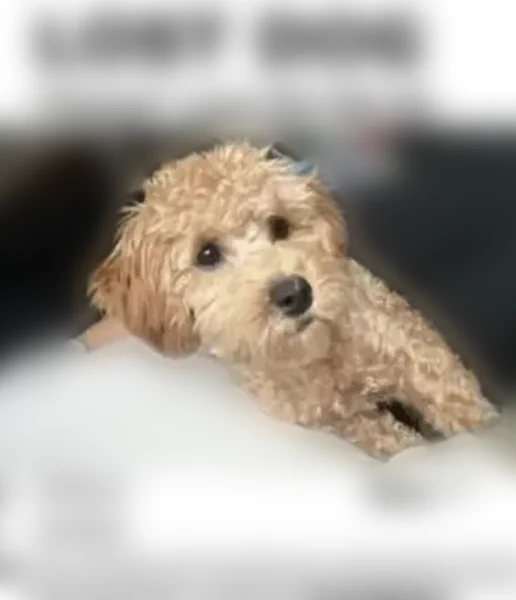 Lost female dog, North Baker Street, 647, Stockton, Rocklin - baby, indoor-only, not fully vaccinated - photo