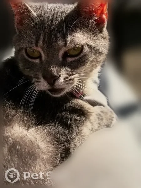 Lost cat, Allegheny Avenue, 4721, Dayton, Columbus - female, smaller and thinner, no collar - photo