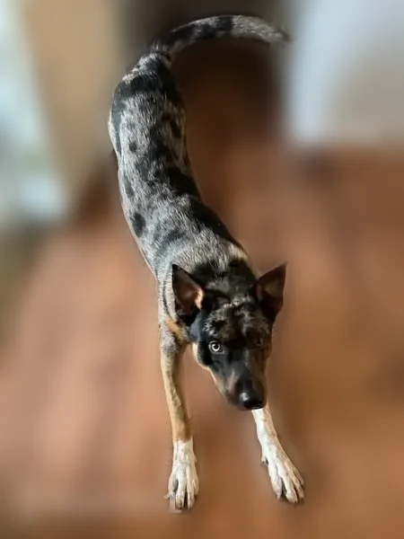 Lost dog, East 3rd Street South, 11617, Tulsa - male, one eye half colored - photo