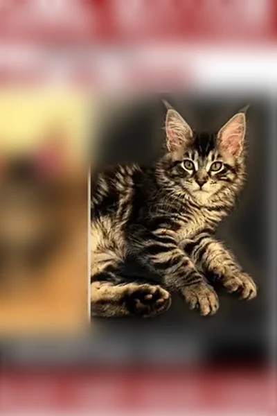 Lost cat, Princeton Place, 3717, Portsmouth, Ashburn - female, silver black tabby Maine Coon, 6 months old - photo