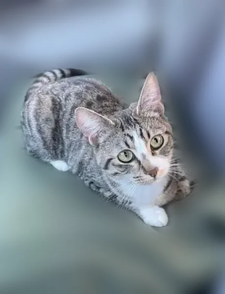 Lost cat, West Powell Boulevard, 2700, Gresham - female tabby - photo