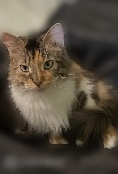 Lost cat, Ridgewood Way, 836, Madison - female calico, 2 years old - photo