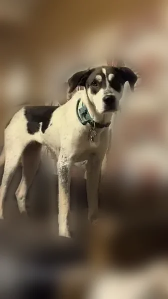 Lost dog, Ohio 139, 10664, Minford — female - photo