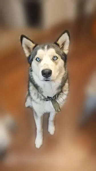 Lost dog, South Avenue A, Portales, Richardson - male, green collar - photo