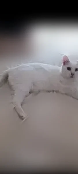 Lost cat, Pennsylvania Avenue, 209, Dowagiac - male, large - photo
