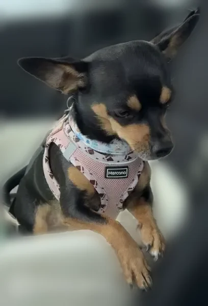 Lost dog, female, Claysville, Missouri - pink harness - photo