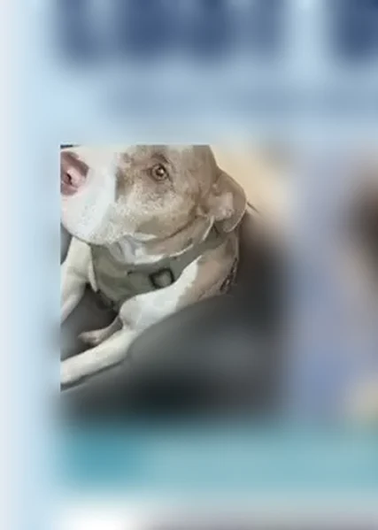 Lost dog, East Avenue B, 1104, Temple - male, beige and white with a brown heart-shaped mark above his nose - photo