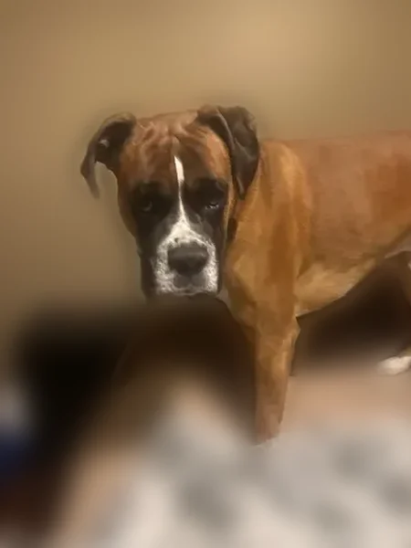 Lost dog, Duchesne, Utah - male, red collar - photo