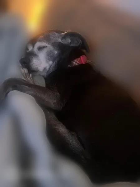 Lost dog, Raby Road, 2035, Haslett - female, black with white patches, grey muzzle - photo