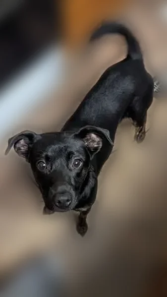 Missing dog Female, Raleigh (usl538493) - photo