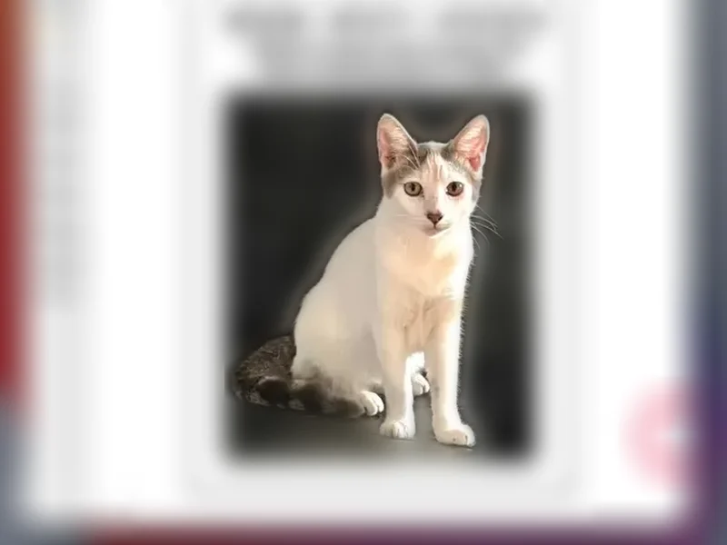 Lost cat, Alahou Street, Kailua - white with gray ears and tail - photo