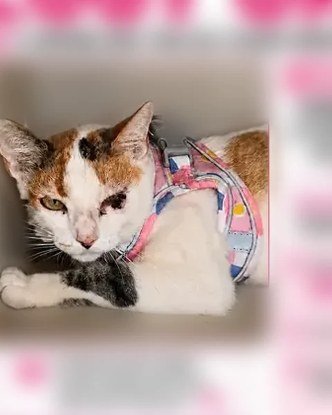 Lost cat, I 81, Dorrance Township, Mountain Top - female calico - photo