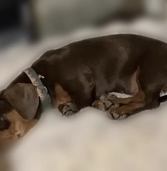 Lost dog, Bobbie Avenue, 7166, Winton - photo