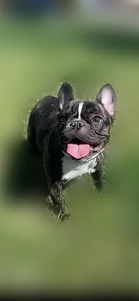 Lost dog, female, Constitution Boulevard, 3100, West Valley City - brindle Frenchie - photo