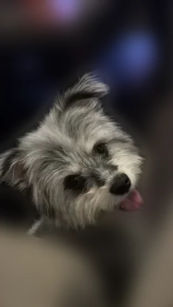 Lost dog, East Alameda Avenue, 14565, Aurora - gray and black, very short - photo