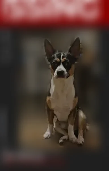 Lost dog, Las Vegas Boulevard North, 601, Las Vegas - male - photo