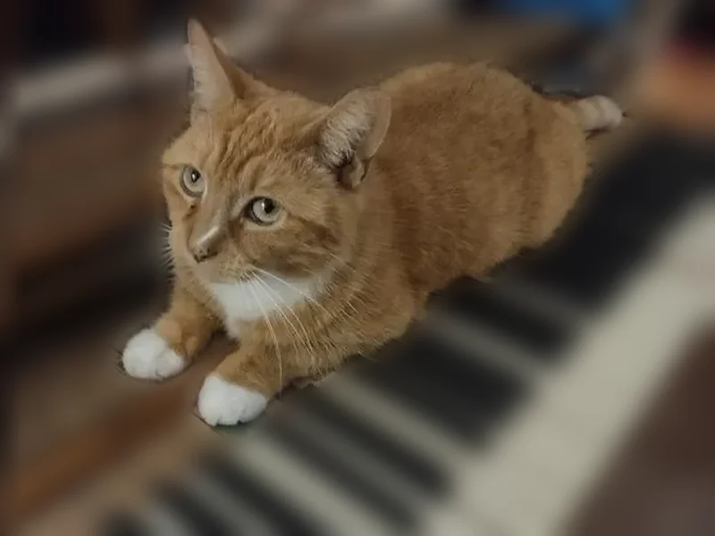 Lost cat, female, Botetourt Gardens, 826, Norfolk - small orange tabby with white feet - photo