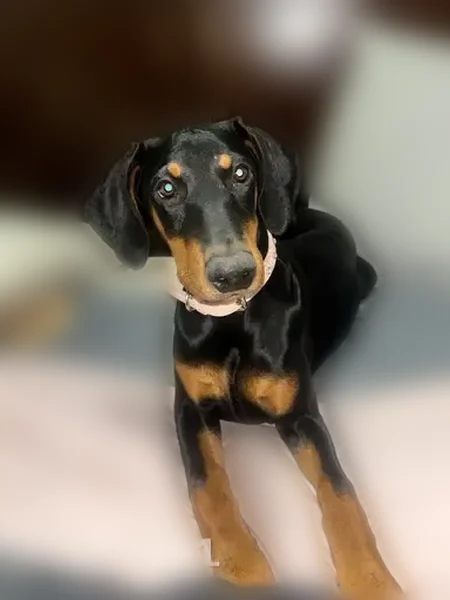 Lost dog, Kara Court, 2546, Pueblo - female, very playful - photo