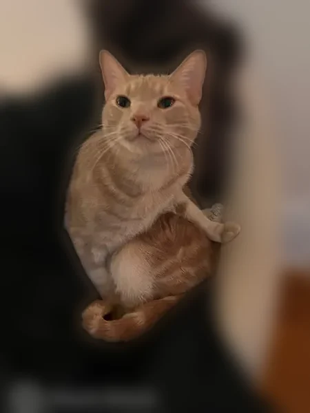 Lost cat, 85th Street, 545, Brooklyn - male, orange, timid and friendly - photo