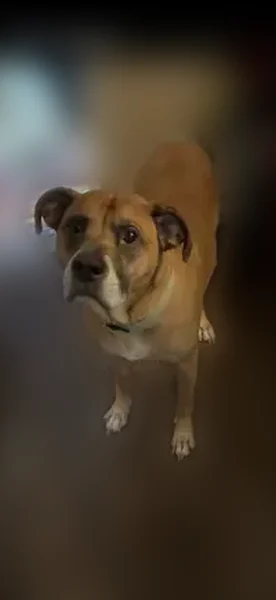 Lost dog, North Roselawn Street, 22, Pontiac, Utica - male, tan, tall, skittish but friendly - photo