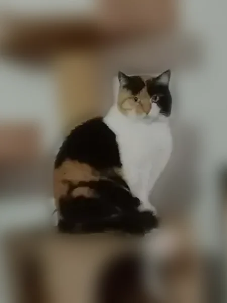 Chat perdu, Boulevard de l'Europe, 9, Ambert - femelle, très gentille - photo