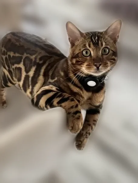 Lost cat, Longfield Road, 1035, Churchville - male - photo