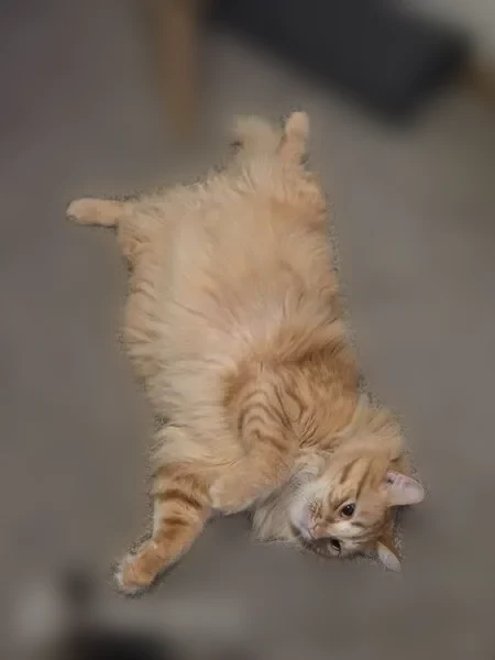 Lost cat, Delaware Avenue, 1107, Ames - male, orange, medium-length fur - photo